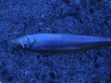 いつものチョイ投げ