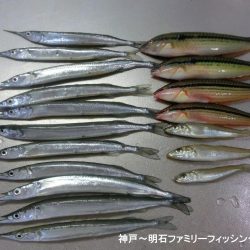 エンピツサヨリ釣り