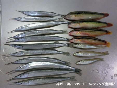 エンピツサヨリ釣り