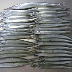 ジャンボサヨリ 来たーっ‼