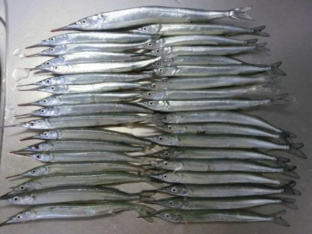 ジャンボサヨリ 来たーっ‼