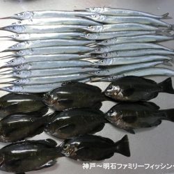 カワハギはいない?