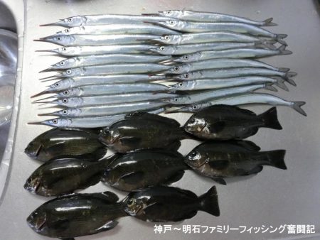 カワハギはいない？