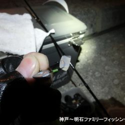 タチウオ狙いのはずがガッシーでボウズ逃れ