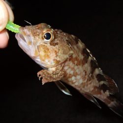 アジングも楽し！