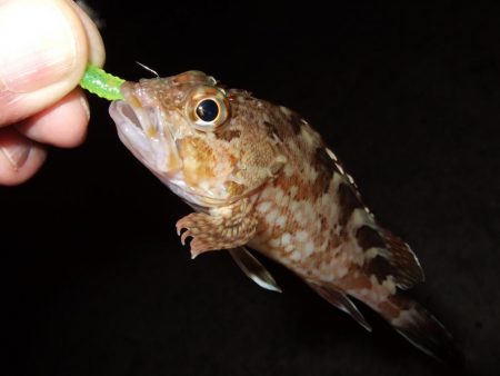 アジングも楽し！