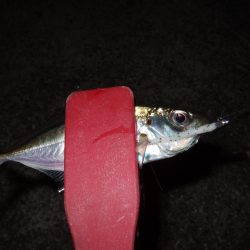 アジング好調＼(^o^)／