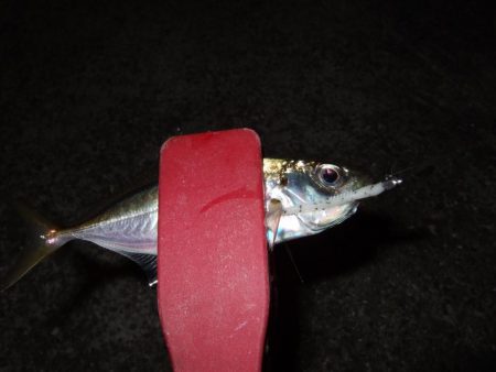 アジング好調＼(^o^)／