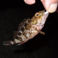 し、渋い・・・