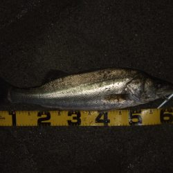 ハイシーズンの河川、ランカーシーバス狙いで