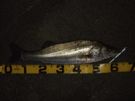 ハイシーズンの河川、ランカーシーバス狙いで