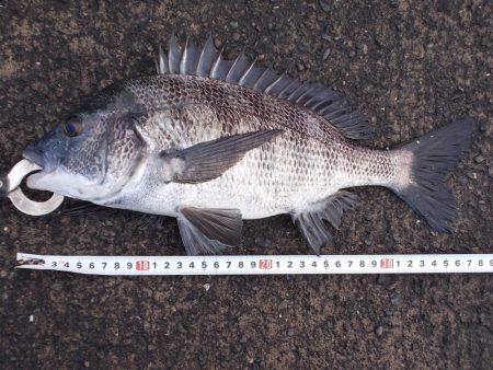 落とし込みで４０ｃｍ真チヌ以下計４枚