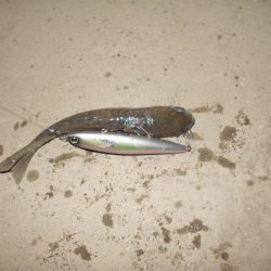 パワフルなシーバス♪