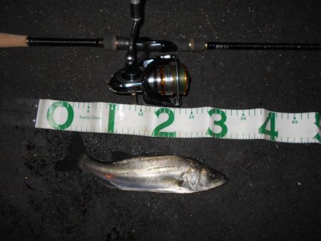 シーバスの無限バイト…。