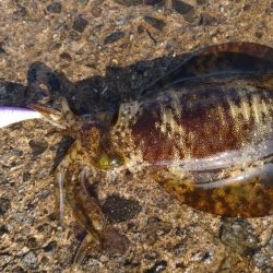 昼下がりのエギング