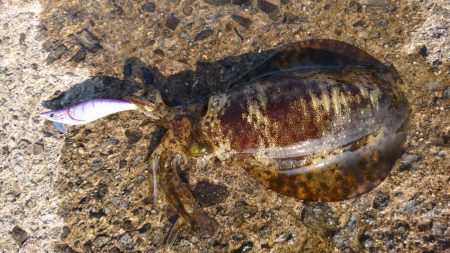 昼下がりのエギング