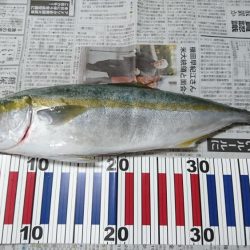 沼島でかご釣り