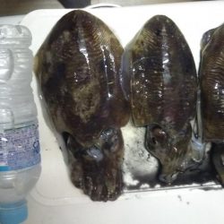 エギング狙いではなかったんですが