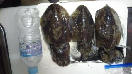 エギング狙いではなかったんですが