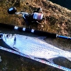 西表島でのターポン