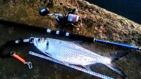 西表島でのターポン