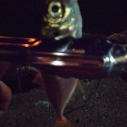 まだまだなんとかアジング