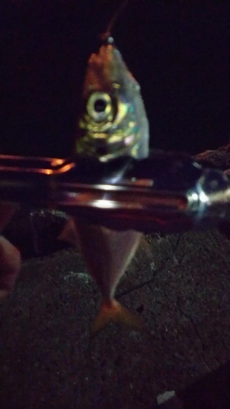 まだまだなんとかアジング