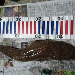 アジ釣り、イカ釣り