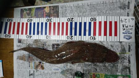 アジ釣り、イカ釣り