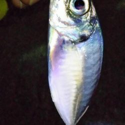 激渋アジング調査