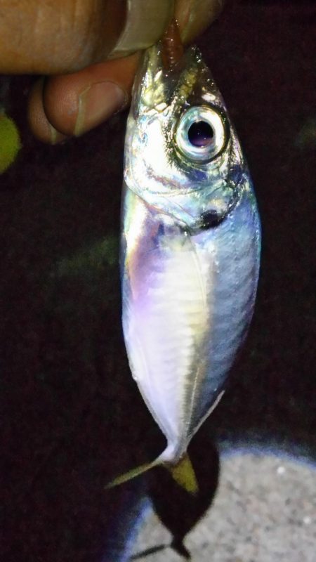 激渋アジング調査