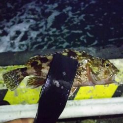 まだまだなんとかアジング