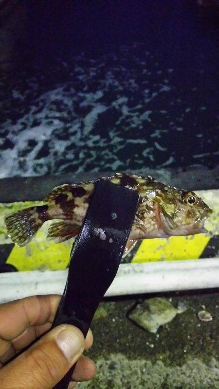 まだまだなんとかアジング