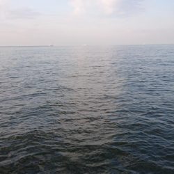 毎日タチウオ！