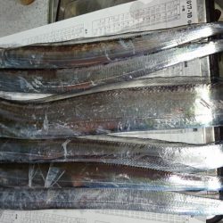 シーバス釣れず‼️