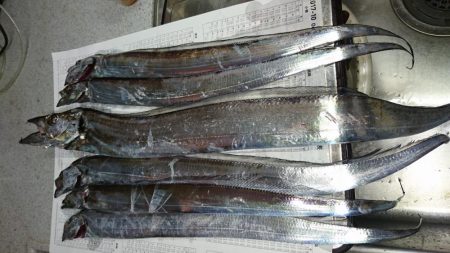 シーバス釣れず‼️