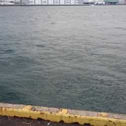 タチウオ南港全体好調