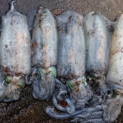 雨の中の朝マズメ狙い