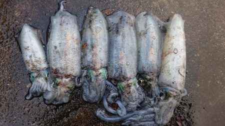 雨の中の朝マズメ狙い