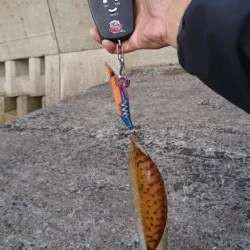 プチ離島エギング