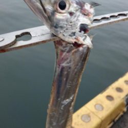 タチウオ奥湾の方へ