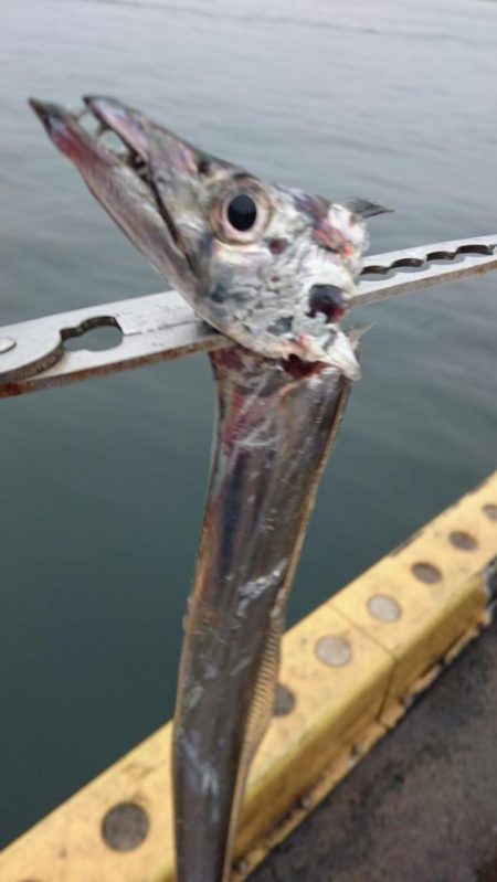 タチウオ奥湾の方へ