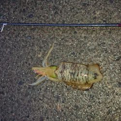 どうにか釣れました。