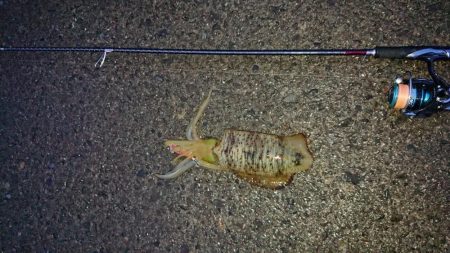 どうにか釣れました。