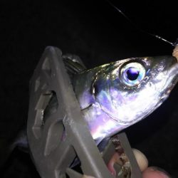 アジング終盤戦