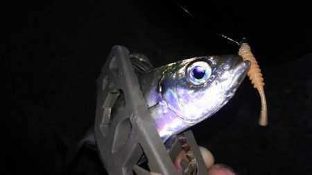 アジング終盤戦