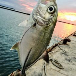 西表島 ルアーでオニヒラアジ