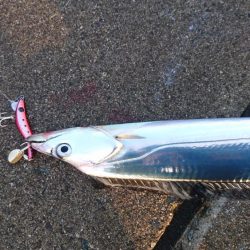 タチウオカッター！