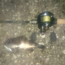 ベイトフィネスメバルプラッギングポンポン