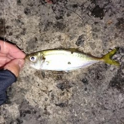 ジグサビキ釣果